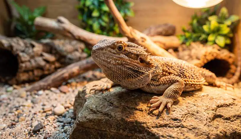 Bartagame im Terrarium